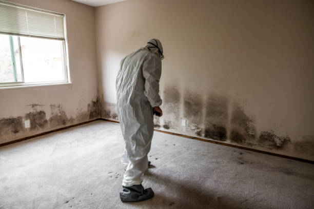 Best Kitchen Mold Remediation in Eustis, FL