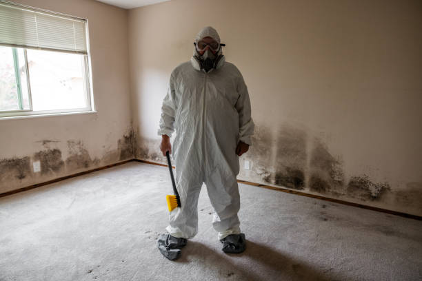 Best Attic Mold Remediation in Eustis, FL