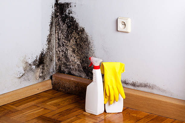 Professional Mold Remediation in Eustis, FL